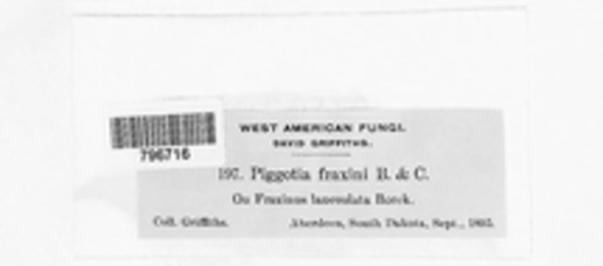 Piggotia image